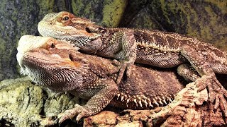 BEARDED DRAGONS  MATING BEHAVIOR [upl. by Ahsenet]