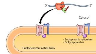 cotranslational targeting of secretory proteins to ER [upl. by Arayc]