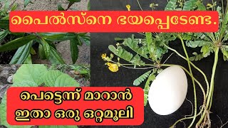 Moolakkuru ottamooli tipsപൈൽസ് പെട്ടെന്ന് മാറാൻ ഇതാ ഒരു ഒറ്റമൂലി  Piles treatment in Malayalam [upl. by Annerahs481]