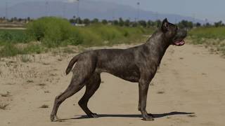 CANE CORSO VERSUS BELGIAN MALINOIS WORKING DOGS [upl. by Haelak]