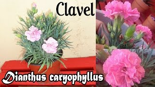 Trasplante cuidados y morfología del Clavel  Dianthus caryophyllus [upl. by Vasilek]