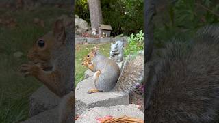 My cute squirrel friend LG 😊 [upl. by Olyhs704]