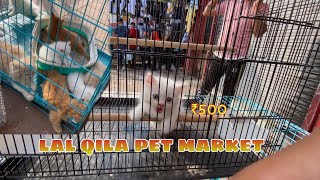 CHEAPEST BIRD MARKET IN DELHI 🦅  cheap price persian cats 🐱 [upl. by Drawyeh]