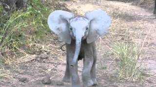 Elephant Calf Charging [upl. by Ternan678]