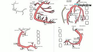 HEARTampTECHYCORONARY ANGIOGRAM VIEWSIntroduction to coronary angiogram [upl. by Waynant]