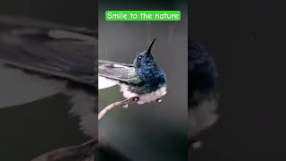 Destress and relax with nature nature shortsvideo destressrelaxation détente bird oiseau [upl. by Pressman]