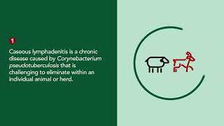 Lymphadenitis of Sheep and Goats  Merck Veterinary Manual [upl. by Nylime264]