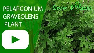 Pelargonium graveolens  Rose geranium plant [upl. by Lihp]