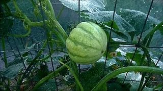 2012 5 19 Garden Diary Pumpkin Patch Trellis Bug Cover watermelon Beans Peas Update [upl. by Naginnarb]