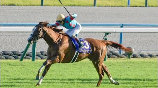 URBAN CHIC wins the G1 Kikuka Sho 2024 Japanese St Leger [upl. by Omik988]