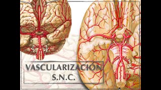 VASCULARIZACIÓN SISTEMA NERVIOSO CENTRAL [upl. by Nylavad217]