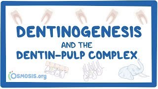 Dentinogenesis and the dentinpulp complex [upl. by Intirb738]