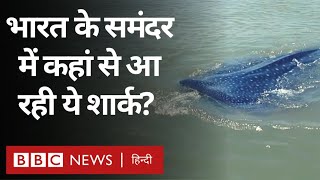 Whale Shark in India  भारत के समंदर में कैसे आ रही है इतनी सारी व्हेल शार्क BBC Hindi [upl. by Farmann]