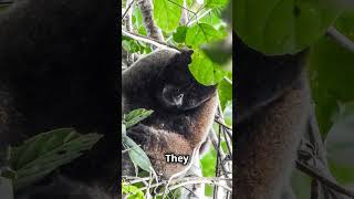 The Peruvian Woolly Monkey 🇵🇪 shorts manu amazon animals facts science monkey rainforest [upl. by Elbertina981]