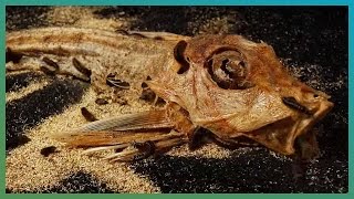 Gross Fish Decomposition TimeLapse  Earth Unplugged [upl. by Enerual]