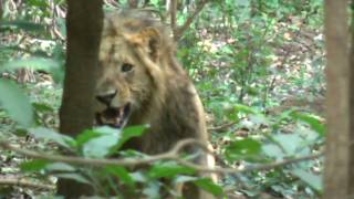 Wild Animals of AfricaNgorongoro CraterTanzania [upl. by Akirea]