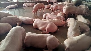 Video of pigs and daily laying [upl. by Llain745]