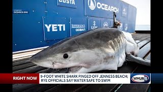 9foot great white shark pinged 100 miles off Jenness Beach [upl. by Alduino39]