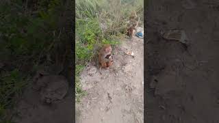 Cutebaby monkey 🐒🐵monkeybandar monkeyvideo monkeymonkey [upl. by Gwendolin]