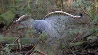 Lyrebirds of the Dandenong Ranges [upl. by Saitam]