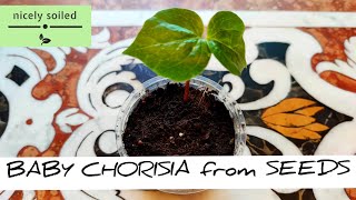 Chorisia Speciosa from Seed  Learn how to grow a healthy Chorisia [upl. by Alauqahs]