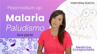 MalariaPaludismo 🦟 ciclo evolutivo del Plasmodium sp [upl. by Eldnar118]