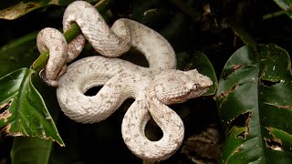 Eyelash pit viper white morph Bothriechis schlegelii [upl. by Nerrad943]