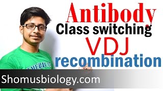 VDJ recombination  antibody class switching [upl. by Yanahc]