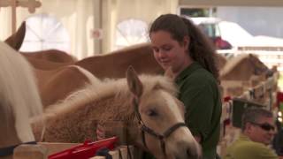 Haflinger Welt Ausstellung 2015 Ebbs Tirol  die Highlights vom Donnerstag [upl. by Emelia496]