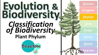 53  Classification Of Biodiversity  Plant Phylum  IB Biology  TeachMe [upl. by Ahsayn]