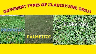 What Is Best Type Of St Augustine Grass BitterblueClassicFloratamPalmettoRaleighProvista [upl. by Outhe]