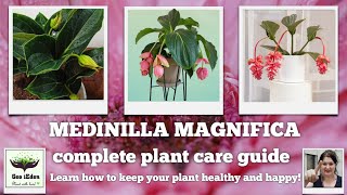 Medinilla Magnifica  plant care and repotting  tips on how to keep your plant happy [upl. by Hobart]