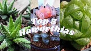 🪴Top 5 Haworthias 🪴🌵 Most beautiful succulents🌹 [upl. by Armelda]