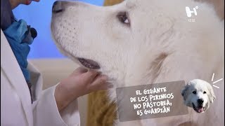 Enamórate del Gigante de los Pirineos un perro realmente grande [upl. by Mccormick]