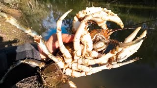 Catching a feed of big freshwater crayfish [upl. by Darsey462]