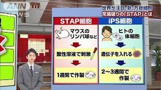 「STAP細胞」何がそんなにスゴいのか？・・・詳しく解説140130 [upl. by Ahc]