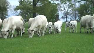 British White Cows amp Calves  Spring Walk Thru the CowCalf Herd  March 21 2012 [upl. by Ehudd]