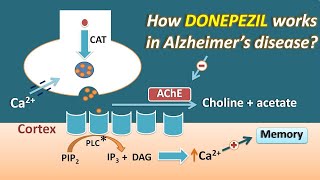 How Donepezil works in Alzheimers disease  Mechanism and side effects [upl. by Idisahc]