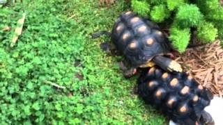 Tortoise Mating [upl. by Erick]