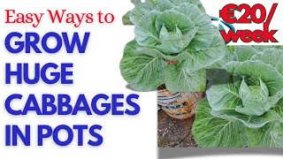 Make £20Week From Growing HOME Cabbages [upl. by Lseil74]