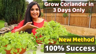 Fastest Coriander Growing Method  No one told you before  Cilantro Growing At Home cilantro DIY [upl. by Rubina]