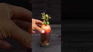 Simple method propagate pomegranate tree with water how to grow pomegranate plant at homeShorts [upl. by Asiilanna20]