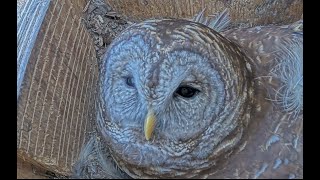 Owl nesting box in Wake Forest NC [upl. by Bond579]