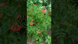 Beautiful flowering plant Tecoma tecoma flowerplants chirala gardenflowerplants [upl. by Rosamund434]