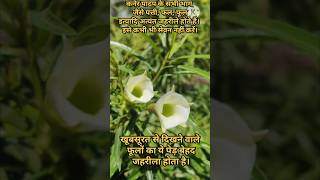 कनेर Oleander Plant Beautiful but Very Poisonous ☠️ Nerium indicumलाल कनेर व Thevetia Peruviana [upl. by Salvatore192]