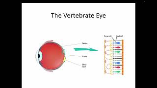 AH Biology 14d Part 2  The Vertebrate Eye [upl. by Nauwaj157]