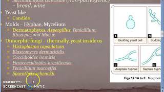 Microbiology 577 b Fungal Diseases Mycosis Superficial Sub cutaneous Systemic Opportunistic [upl. by Spring]