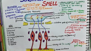 Sensation Of Smell Olfactory Pathway  Physiology [upl. by Hedvig20]