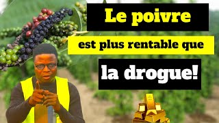 Le poivre est plus rentable que la drogue [upl. by Eirok]