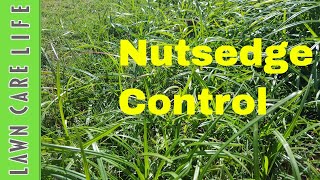 How to kill nutsedge aka nutgrass using Prosedge [upl. by Yert]